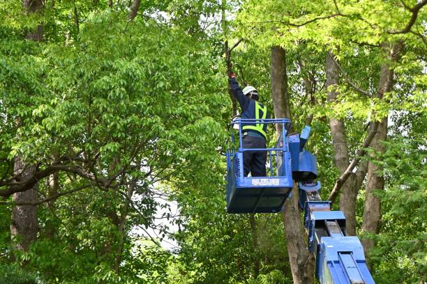 commercial tree trimming services Canyon Lake CA