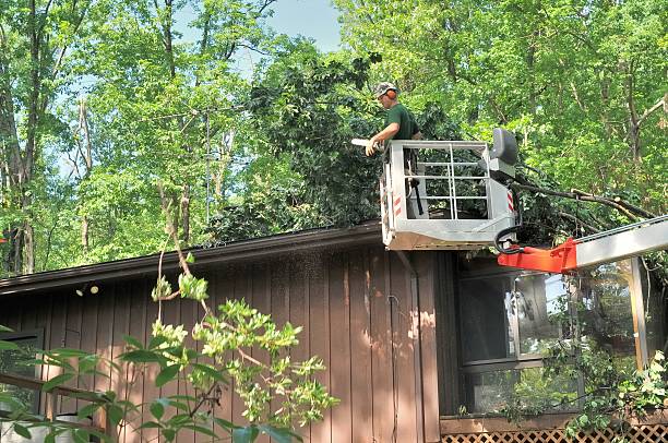 emergency tree trimming service Lakeview CA