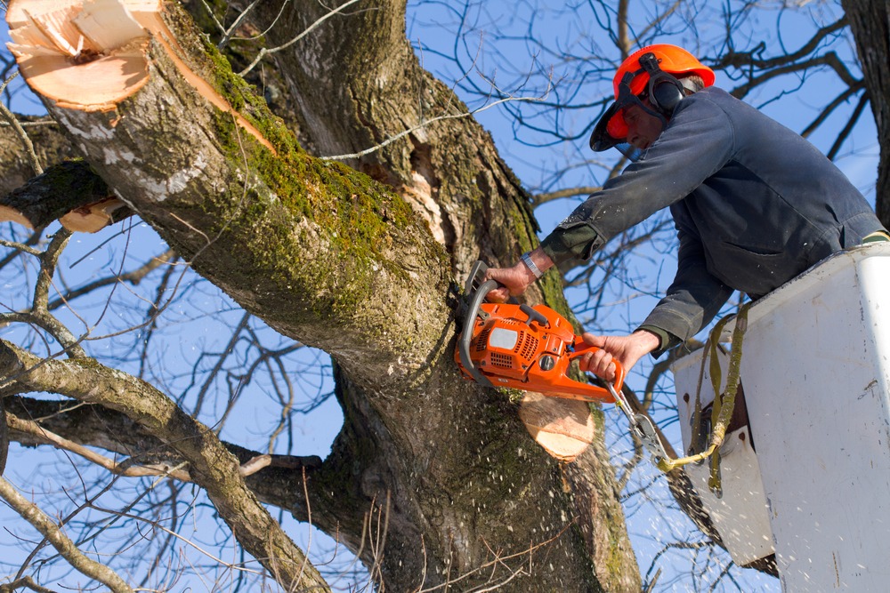 professional tree removal services Rincon CA