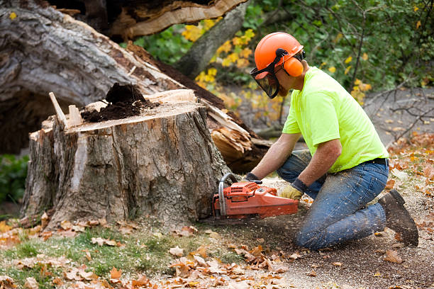 stump removal service Green Acres CA