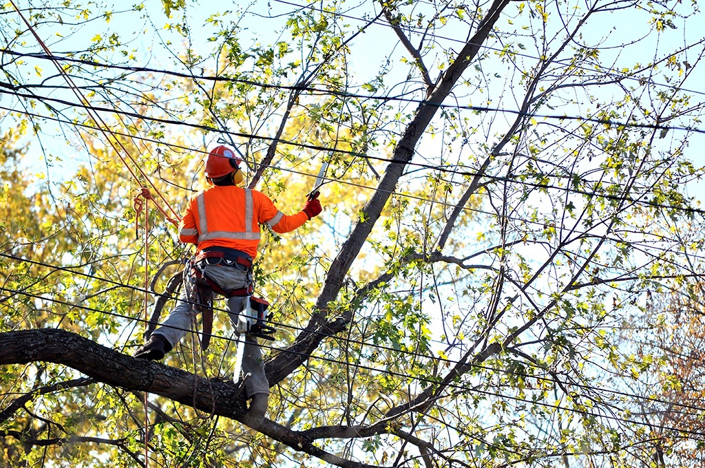 tree maintenance Wildomar CA