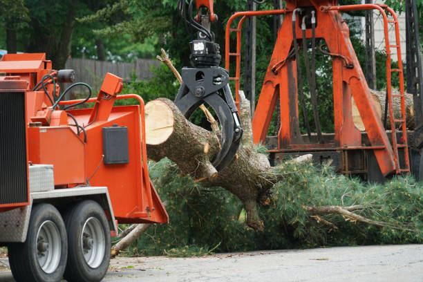 tree service chipping Temecula CA