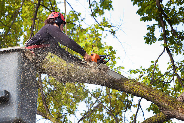 tree service cutting Wildomar CA