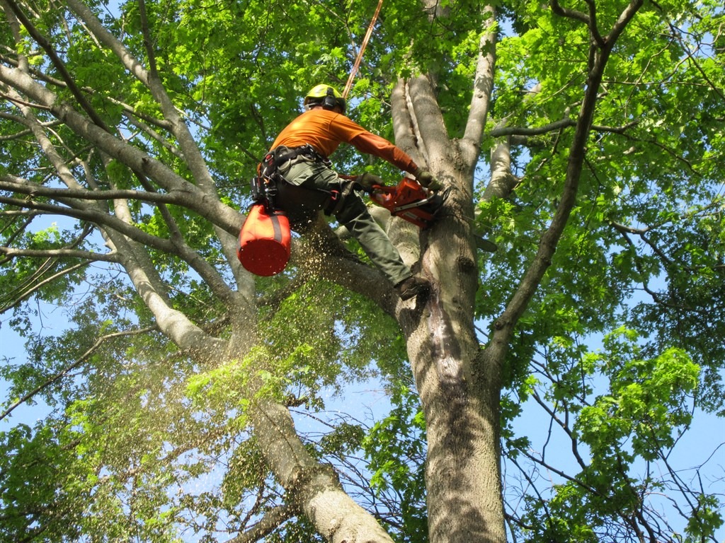 tree service maintenance Temecula CA
