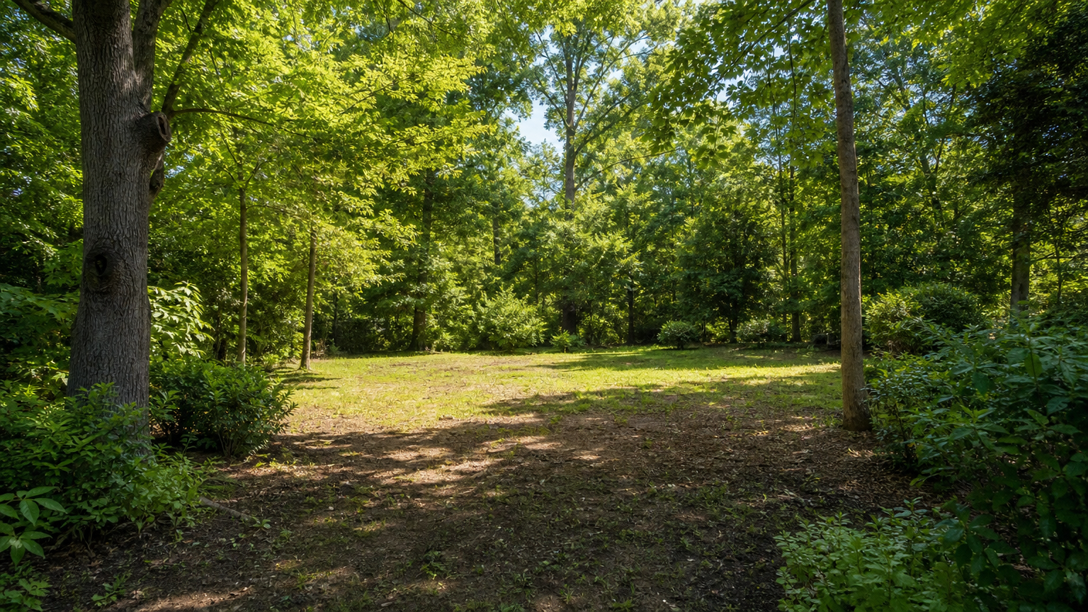 Backyard with cleared brush and healthy green trees after professional brush clearing service