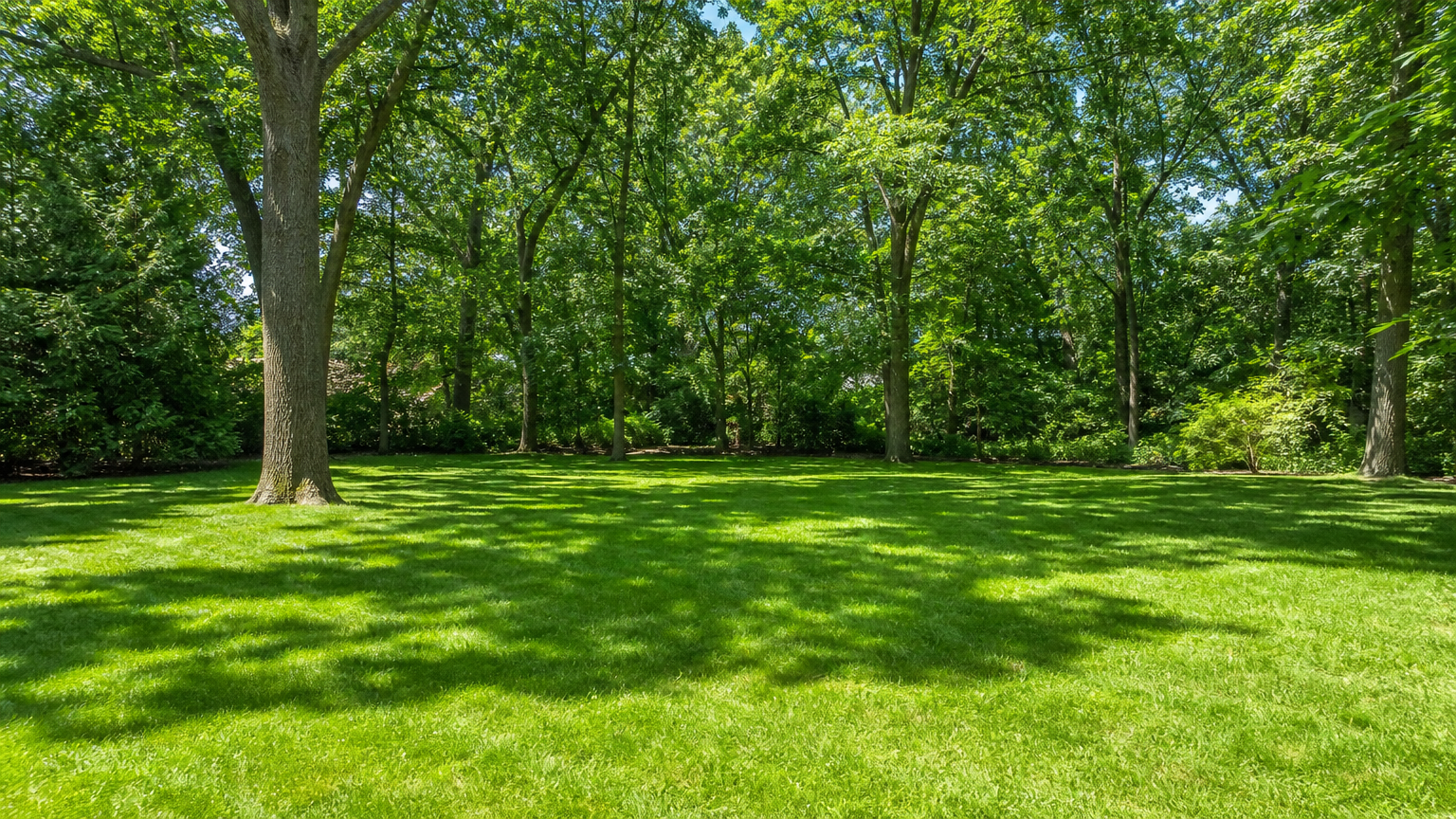 Professionally cleared yard with trimmed trees and green grass after expert tree removal service